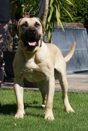 Presa Canario Welpen der S-Klasse mit Papiere, Deutsche Zucht!