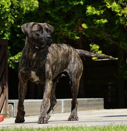 Presa Canario Welpen der S-Klasse mit Papiere, Deutsche Zucht!