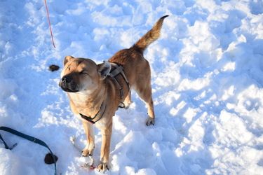 Meira - freundliche Hündin sucht ihr Für-Immer-Zuhause
