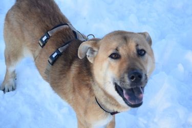 Meira - freundliche Hündin sucht ihr Für-Immer-Zuhause