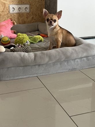 Zuckersüße Chihuahua Hündin mit Ahnentafel