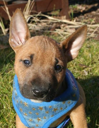 Miniatur Bullterrier Welpe