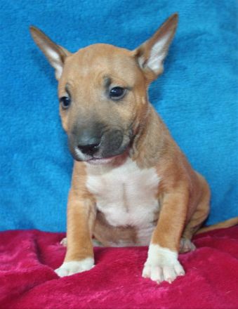 Miniatur Bullterrier Welpe