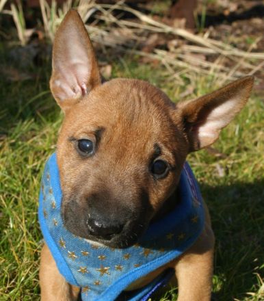Miniatur Bullterrier Welpe