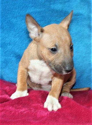 Miniatur Bullterrier Welpe