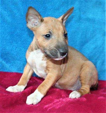 Miniatur Bullterrier Welpe