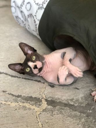 Kanadische Sphynx