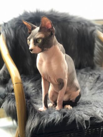 Kanadische Sphynx