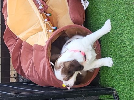 Kooikerhondje-Welpe Rüde 9Wochen alt