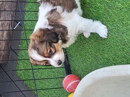 Kooikerhondje-Welpe Rüde 9Wochen alt