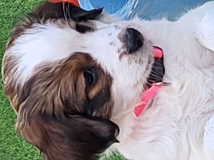 Kooikerhondje-Welpe Rüde 9Wochen alt