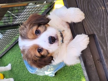 Kooikerhondje-Welpe Rüde 9Wochen alt