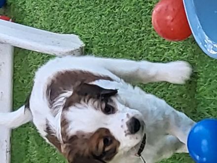 Kooikerhondje-Welpe Rüde 9Wochen alt