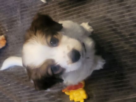 Kooikerhondje-Welpe Rüde 9Wochen alt