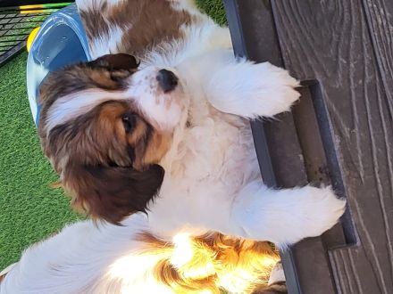 Kooikerhondje-Welpe Rüde 9Wochen alt