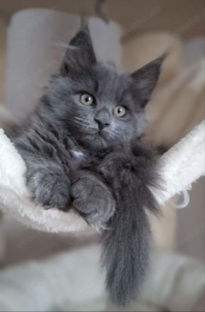 Maine Coon Kitten