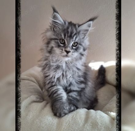 Maine Coon Kitten