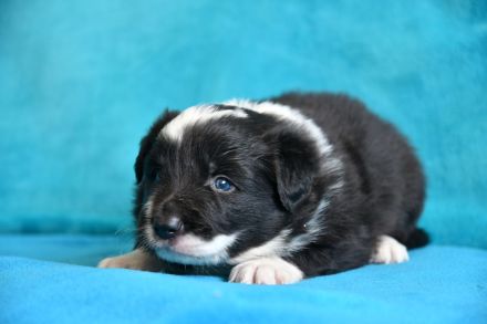 liebe reinrassige Border Collie Welpen Rüden