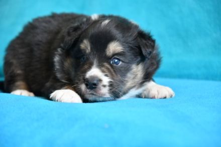 liebe reinrassige Border Collie Welpen Rüden