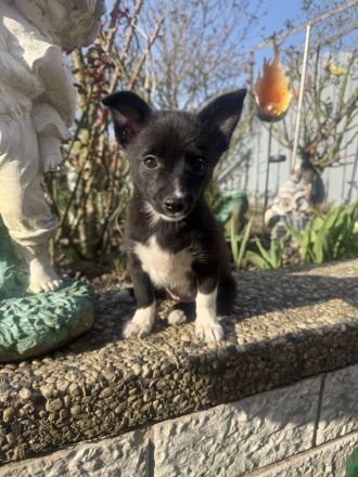 Chihuahua Mix Fenja sucht ein Zuhause
