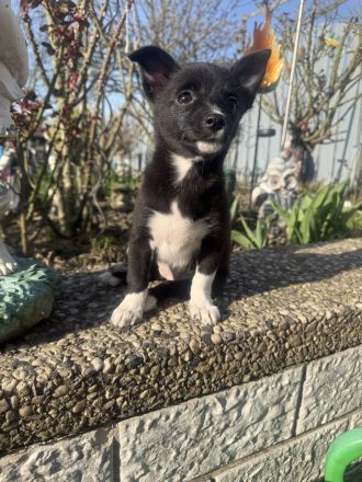 Chihuahua Mix Fenja sucht ein Zuhause