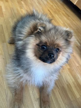 Pomeranian Jung Hündin Tricolor