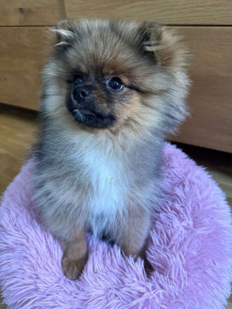 Pomeranian Jung Hündin Tricolor