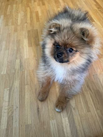 Pomeranian Jung Hündin Tricolor