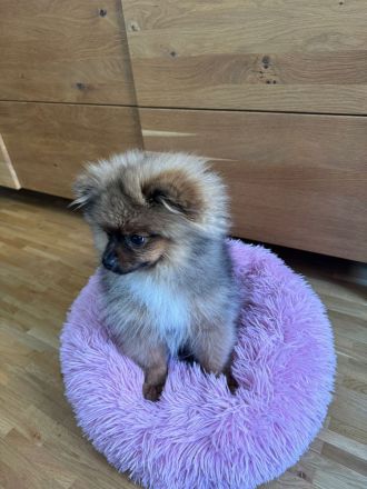 Pomeranian Jung Hündin Tricolor