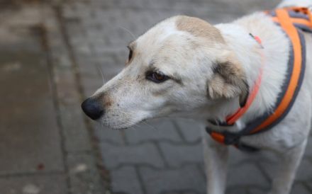 Sanfte und geduldige Felice sucht Zuhause