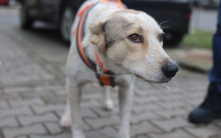 Sanfte und geduldige Felice sucht Zuhause