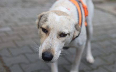 Sanfte und geduldige Felice sucht Zuhause