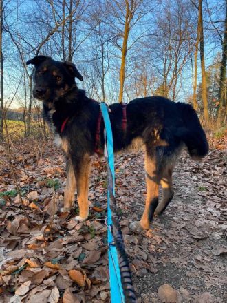 Brunella auf Pflegestelle in 69488 Birkenau sucht ihr Für-immer-Zuhause
