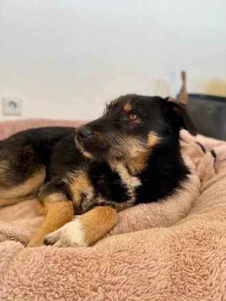 Brunella auf Pflegestelle in 69488 Birkenau sucht ihr Für-immer-Zuhause