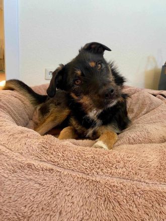 Brunella auf Pflegestelle in 69488 Birkenau sucht ihr Für-immer-Zuhause