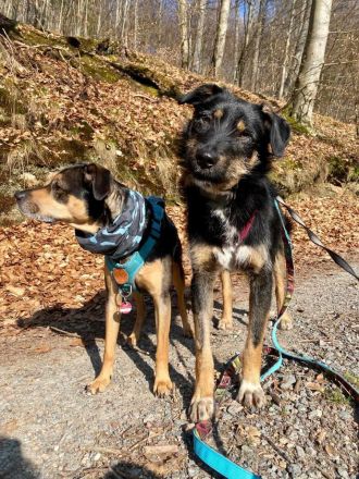 Brunella auf Pflegestelle in 69488 Birkenau sucht ihr Für-immer-Zuhause