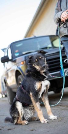 Brunella auf Pflegestelle in 69488 Birkenau sucht ihr Für-immer-Zuhause