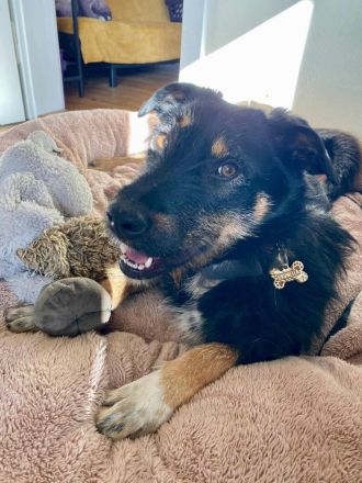 Brunella auf Pflegestelle in 69488 Birkenau sucht ihr Für-immer-Zuhause