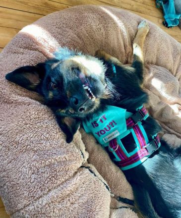 Brunella auf Pflegestelle in 69488 Birkenau sucht ihr Für-immer-Zuhause