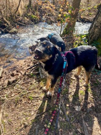 Brunella auf Pflegestelle in 69488 Birkenau sucht ihr Für-immer-Zuhause