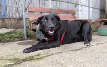 Sonnenschein Kyoko sucht ihre Menschen