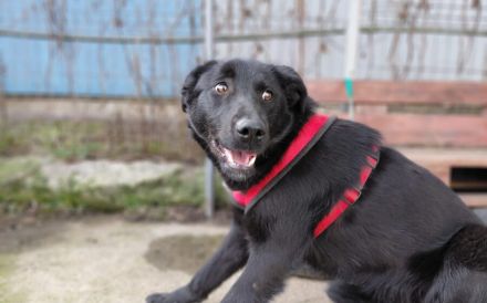 Sonnenschein Kyoko sucht ihre Menschen