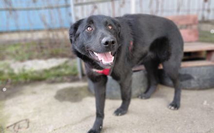 Sonnenschein Kyoko sucht ihre Menschen