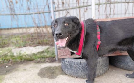 Sonnenschein Kyoko sucht ihre Menschen