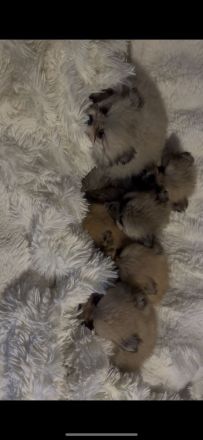 Reinrassige Pomeranian zwergspitz Welpen abzugeben