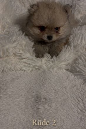 Reinrassige Pomeranian zwergspitz Welpen abzugeben