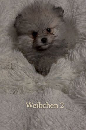 Reinrassige Pomeranian zwergspitz Welpen abzugeben