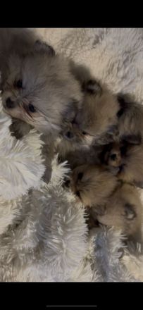 Reinrassige Pomeranian zwergspitz Welpen abzugeben