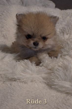 Reinrassige Pomeranian zwergspitz Welpen abzugeben