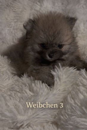 Reinrassige Pomeranian zwergspitz Welpen abzugeben